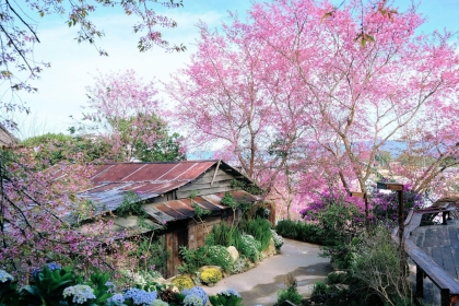 Tour Đà Lạt thành phố ngàn hoa 3 ngày 2 đêm